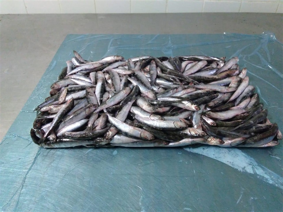 冷凍鳀魚