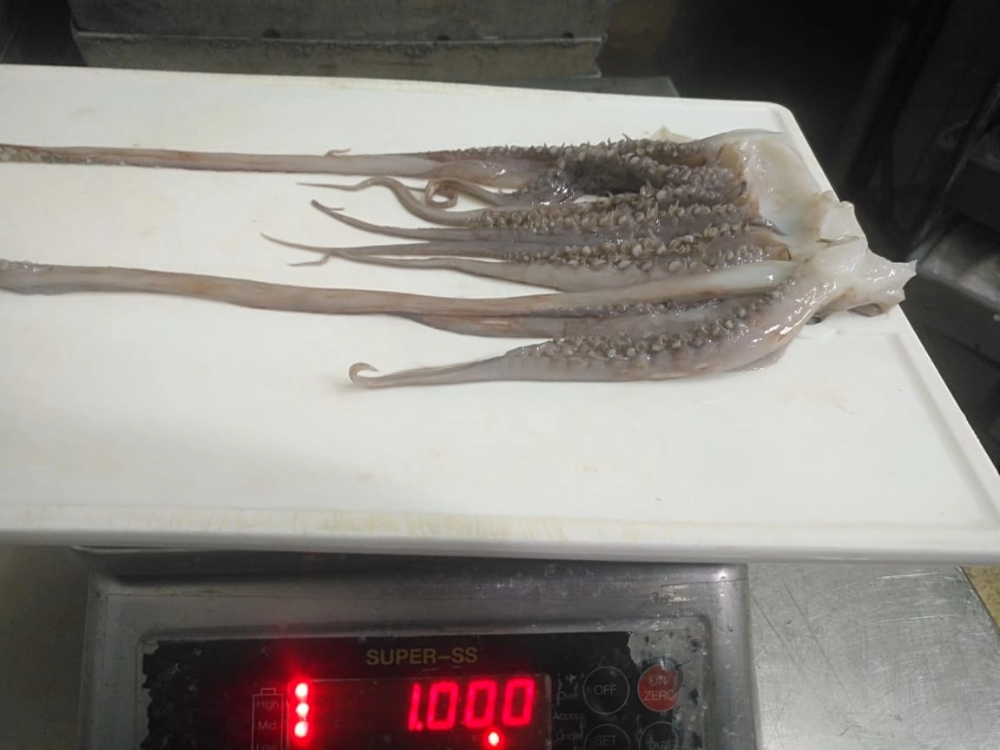 冷凍魷魚(yú)須