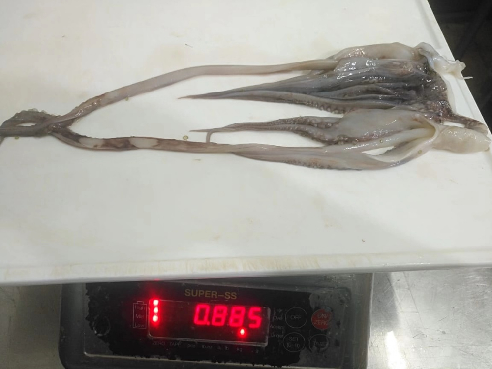 冷凍魷魚(yú)須